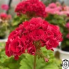 Pelargonium 'Plum Rambler' - Pelargoon 'Plum Rambler' P9/0,55L